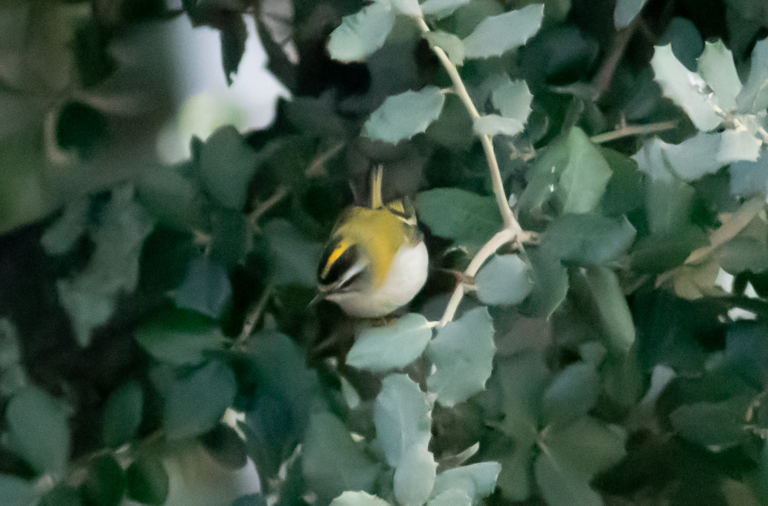 Miniature
